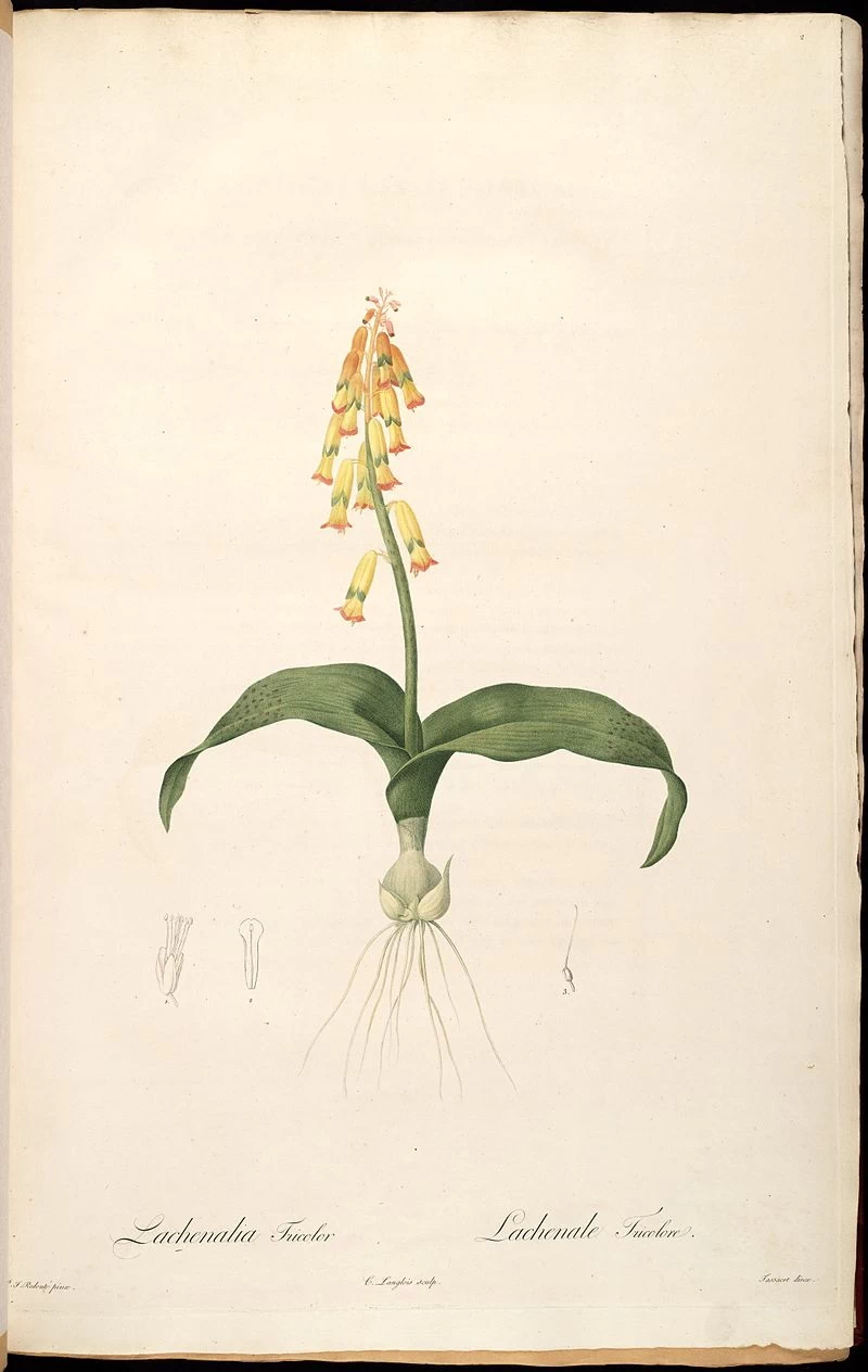Lachenalia aloides